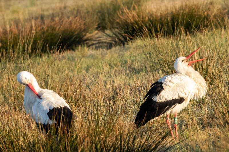 Cigognes blanches baguées